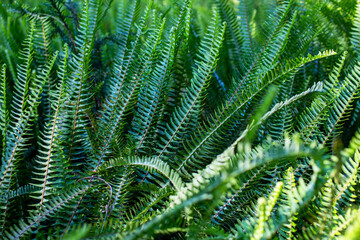 Green fern leaves in the forest, close-up. Natural background
