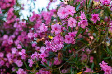 Pink oleander flowers blooming in the garden, selective focus
