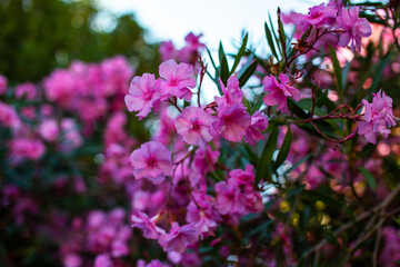 Pink oleander flowers in the garden. Selective focus.