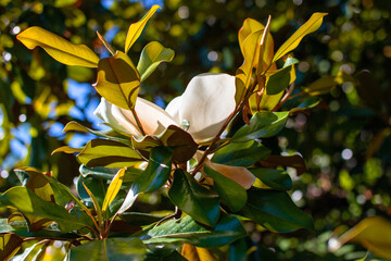 Magnolia grandiflora, Magnolia grandiflora, Magnolia grandiflora