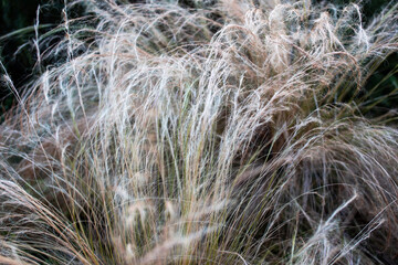 Feather grass in the meadow at sunset. Shallow depth of field.