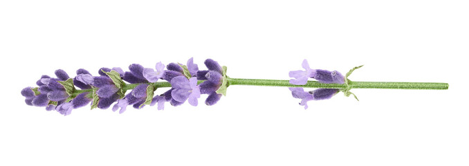 Lavender flowers isolated on white background  