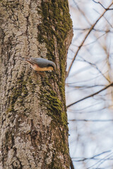 A nuthatch bird on a moss-covered tree
