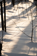 Winter's Embrace. Snow covers the ground and tree branches