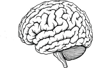 black and white hand-drawn brain illustration — detailed cerebral anatomy icon for education, science, and design themes