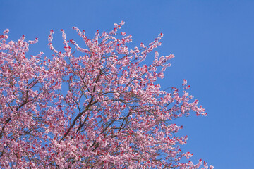 Rosa Kirschblüten auf  Baumzweigen, Hintergrundbild, Deutschland
