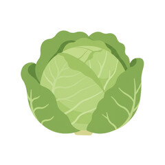 Fresh green cabbage with detailed leaf texture, isolated on a white background