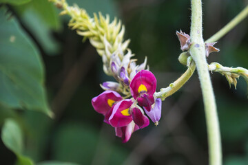 夏の花　葛の紫の花01