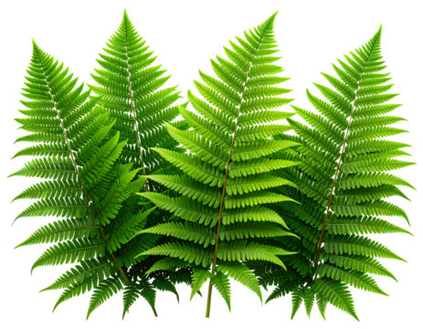 Cluster of Fern Leaves with Natural Overlap, Transparent PNG for VFX and Decor