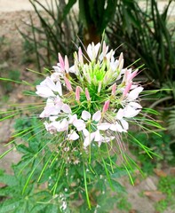 Beautiful Spider Flower (Cleome) Blooming in Garden – Exotic Pink Cleome Blossom with Long Stamens in Natural Daylight