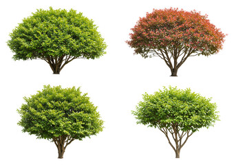 A collection of four isolated trees with varying foliage colors on a transparent background