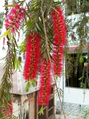 Red Bottlebrush Flower Closeup on Tree – Vibrant Callistemon Bloom with Spiky Petals in Natural Daylight