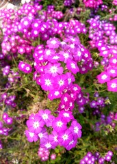 Purple Phlox Flowers Blooming in Garden – Vibrant Cluster of Phlox Blossoms in Natural Sunlight Closeup
