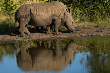 White rhino walking along the water's edge with beautiful reflection on the water's surface,...