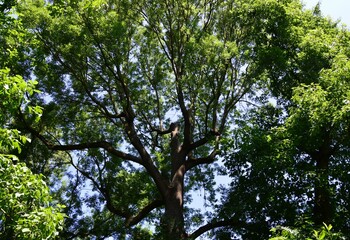 Baumkrone, alter laubbaum