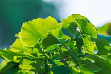 夏の日差しに輝くイチョウの葉11