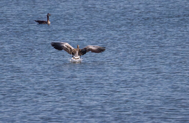 anser anser lands in the lake with outstretched wings, wingspan of the greylag goose, landing bird...