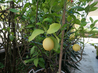 lemon fruit plant