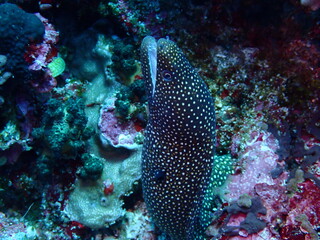 Turkey Moray Eel
