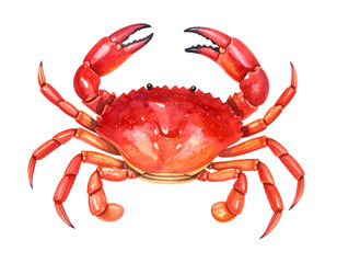 A colorful red crab with detailed features.