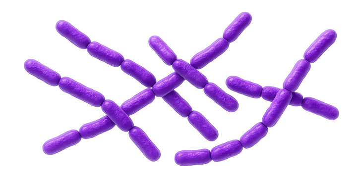 Gram-stained Lactobacillus species showing purple rod-shaped bacilli in chains