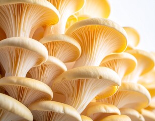 A close-up view of a cluster of light yellow oyster mushrooms with their characteristic fan-like...
