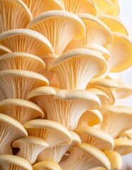 A close-up view of a cluster of light yellow oyster mushrooms with their characteristic fan-like...