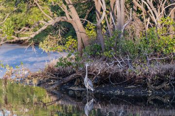 Blue heron in the sea by mangrove