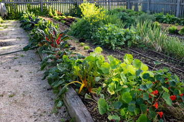Productive rural backyard vegetable garden bordered by a wooden fence featuring a variety of leafy...