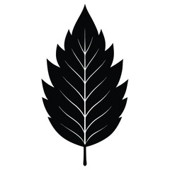 Fototapeta premium A bold black silhouette of an ash leaf, lanceolate to oblong shape with serrated edges, 
