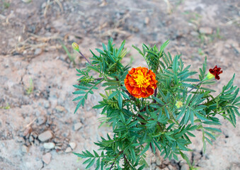 The focal point of the photo is a vibrant marigold flower with orange and yellow petals, growing on...