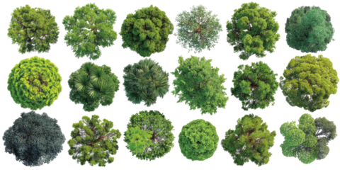 Top View of Eighteen Green Trees Isolated on Transparent Background