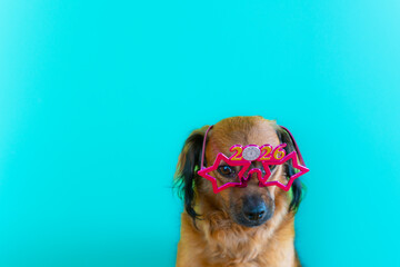 uncertainty new year 2026 funny puppy dog worried about the beginning of the new year. pink glasses...