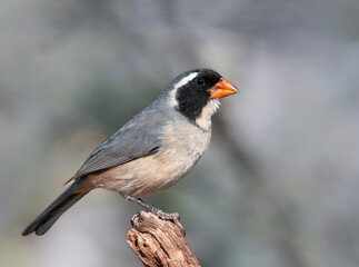 Pepitero