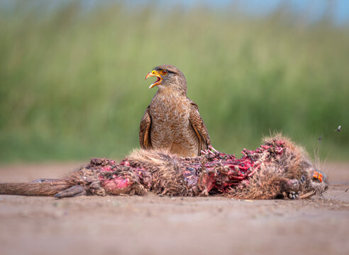 Chimango comiendo carro&ntilde;a