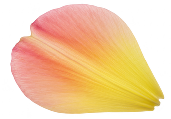 A single flower petal with a yellow and pink gradient is isolated on white isolated on transparent background