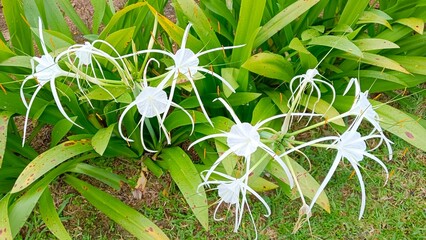 Close-up of blooming white spider lilies (Hymenocallis) with long, delicate petals against lush...