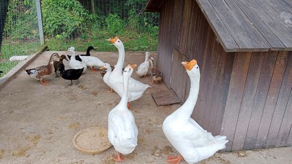 A group of goose are standing in a sand area by their coop, inside a fence. The goose are white with yellow beak, with several blacks and brown in the background. © Adiba