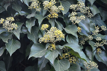 Wild Ivy 'Hedera helix' .Closeup ivy plant background with flowers and leaves.Summer, climbing plants.Free copy space.