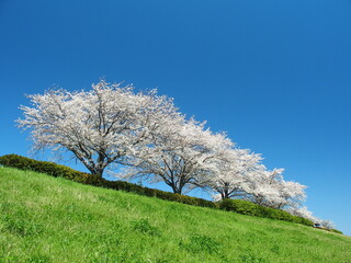 春の江戸川土手に咲く満開の桜と青空
