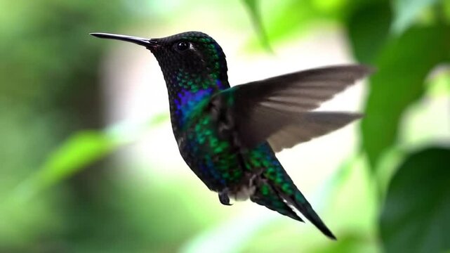 A fascinating tiny hummingbird flits through the air, its iridescent feathers shimmering green and blue in the natural light as it hovers against a backdrop of lush green foliage.
