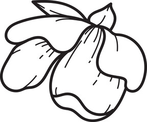 Cherry Flower Outline Illustration, Line Art Botanical Illustration:  Cashew Nut Blossom in Bloom