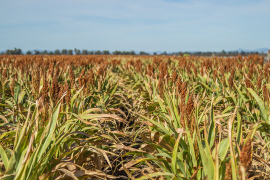 Looking down rows of sorghum crops