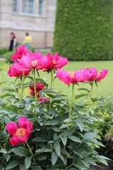 Beautiful peony flowers summer garden photo 