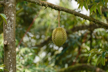 close up of durian tree in the garden