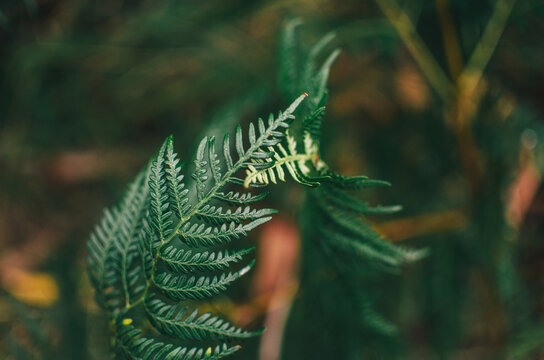 Close up of two ferns intertwined