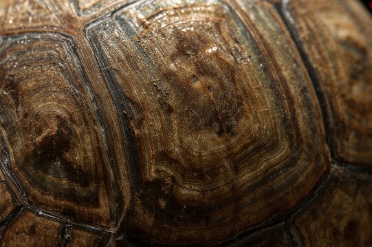 A close up view of the detailed texture and pattern of a tortoise shell with brown and tan tones