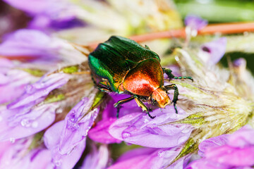 Vibrant green scarab beetle crawling on purple wildflower in macro view
