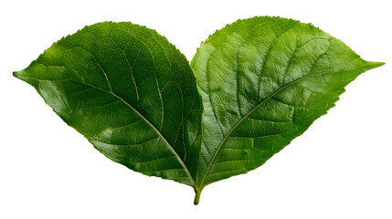 Fototapeta premium A green leaf in the shape of a heart, symbolizing nature love, isolated on white background,