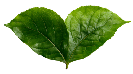 A green leaf in the shape of a heart, symbolizing nature love, isolated on white background,